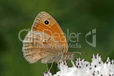 Coenonympha pamphilus, Kleiner Heufalter