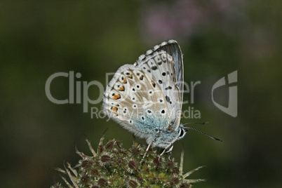 Polyommatus coridon, Lysandra coridon, Männchen