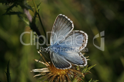 Polyommatus coridon, Lysandra coridon, Männchen