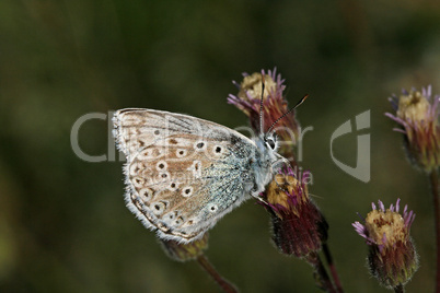 Polyommatus coridon, Lysandra coridon, Männchen