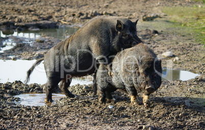 Hängebauchschweine bei der Liebe