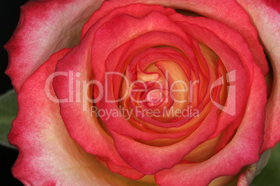 Rosa, Rose (Detail)