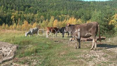 Bull and cows on coastline of Baikal lake