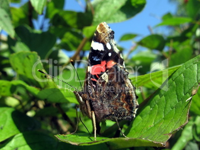 Admiral butterfly on leaf