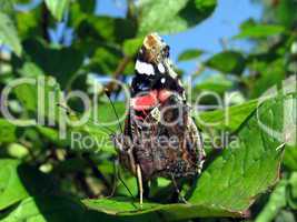 Admiral butterfly on leaf