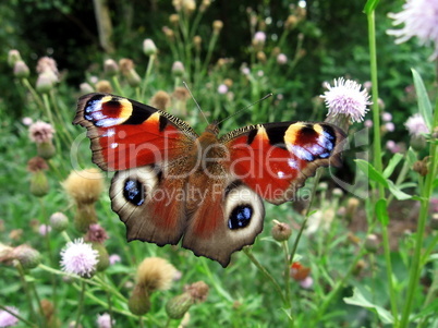 Peacock butterfly in field