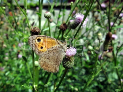 Butterfly with eyes on wings