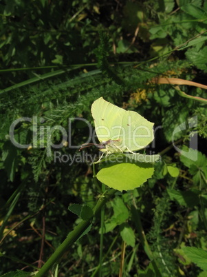 Small yellow butterfly on leaf