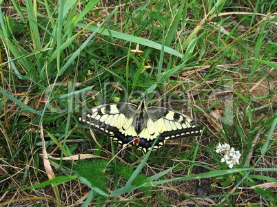Swallowtail on the grass