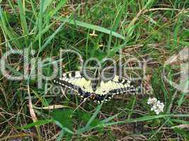 Swallowtail on the grass