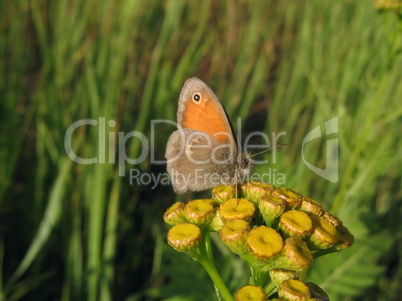 Small butterfly on yellow flower