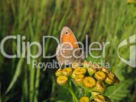 Small butterfly on yellow flower