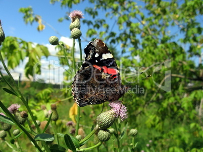 Admiral butterfly on the flower