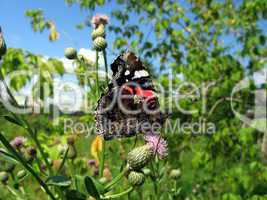 Admiral butterfly on the flower