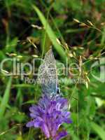 Blue butterfly on flower