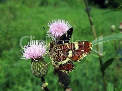 Motley butterfly on the flower