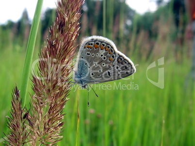 Small butterfly