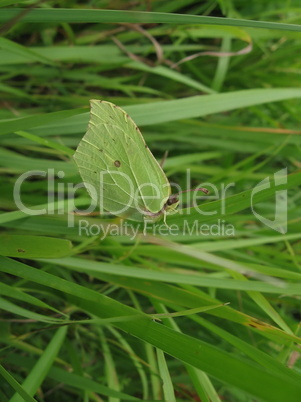 Yellow butterfly on grass