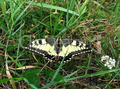 Swallowtail