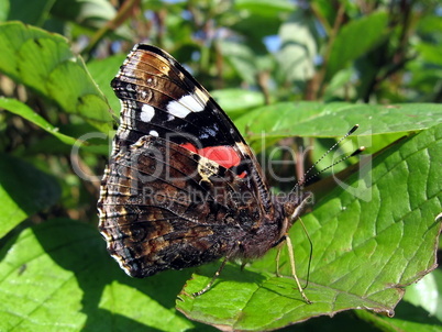 Admiral butterfly on the leaf