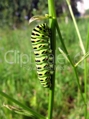 Caterpillar