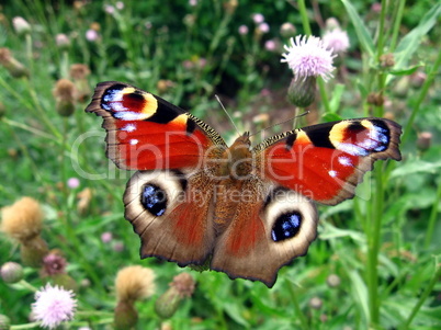 Red peacock butterfly