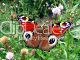 Red peacock butterfly