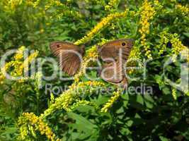 Three velvet butterflies