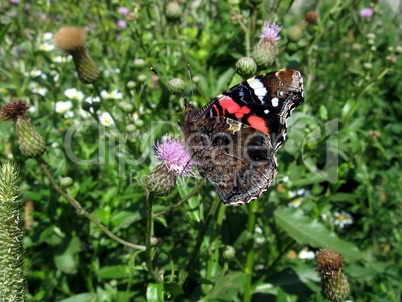 Admiral butterfly