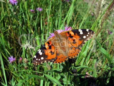 Motley red butterfly