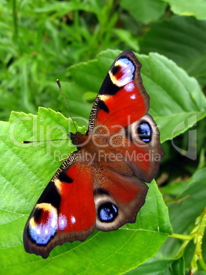Peacock butterfly on leaf