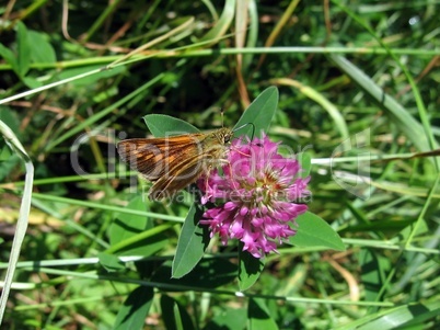 Butterfly on clover