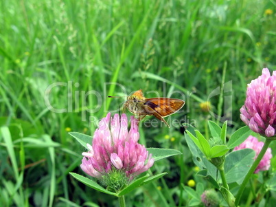 Small butterfly on clover