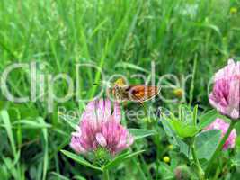 Small butterfly on clover