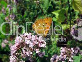 Small red butterfly on flowers
