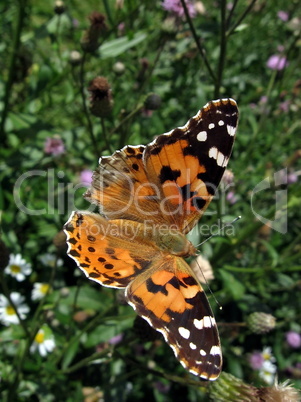 Large butterfly