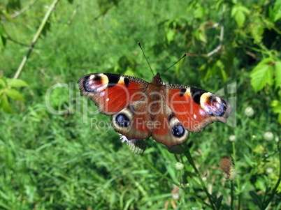 Peacock butterfly on the flower