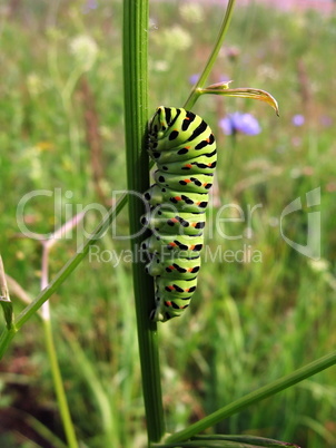 Yellow caterpillar