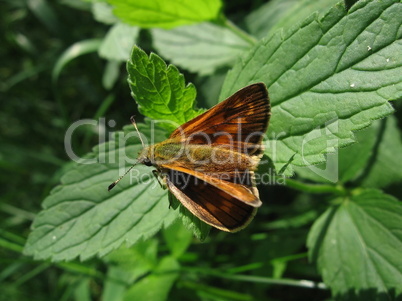 Small red butterfly on leaf