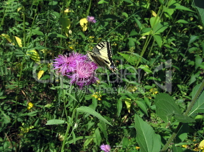 Swallowtail on flower