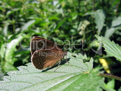 Velvet butterfly on leaf