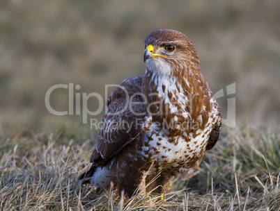 Mäusebussard