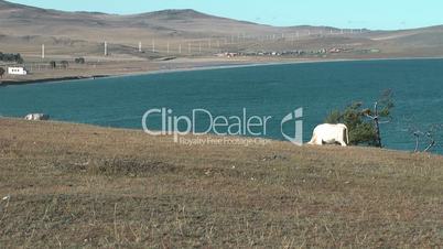Cow on coatsline of Baikal lake