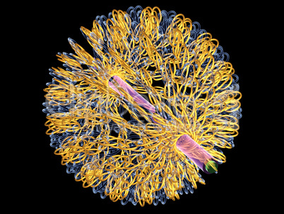 Virus - Molekül - 3D