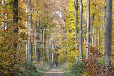 Weg im  Herbstwald