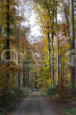 Weg im Herbstwald