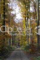 Weg im Herbstwald