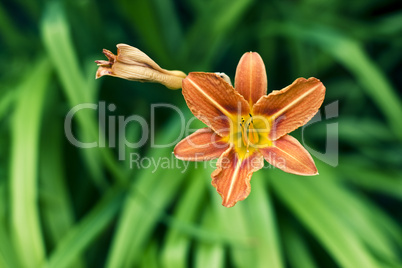 single orange flower