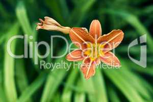 single orange flower