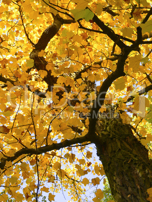 Baumkrone im Herbst